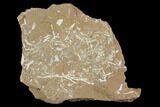 Ordovician Bryozoan (Pseudohornera) Plate - Estonia #98023-1
